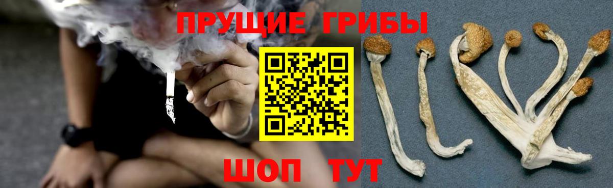 Псилоцибиновые грибы GOLDEN TEACHER Калуга